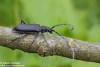 Tesařík bukový (Brouci), Cerambyx scopolii, Cerambycidae, Cerambycini (Coleoptera)